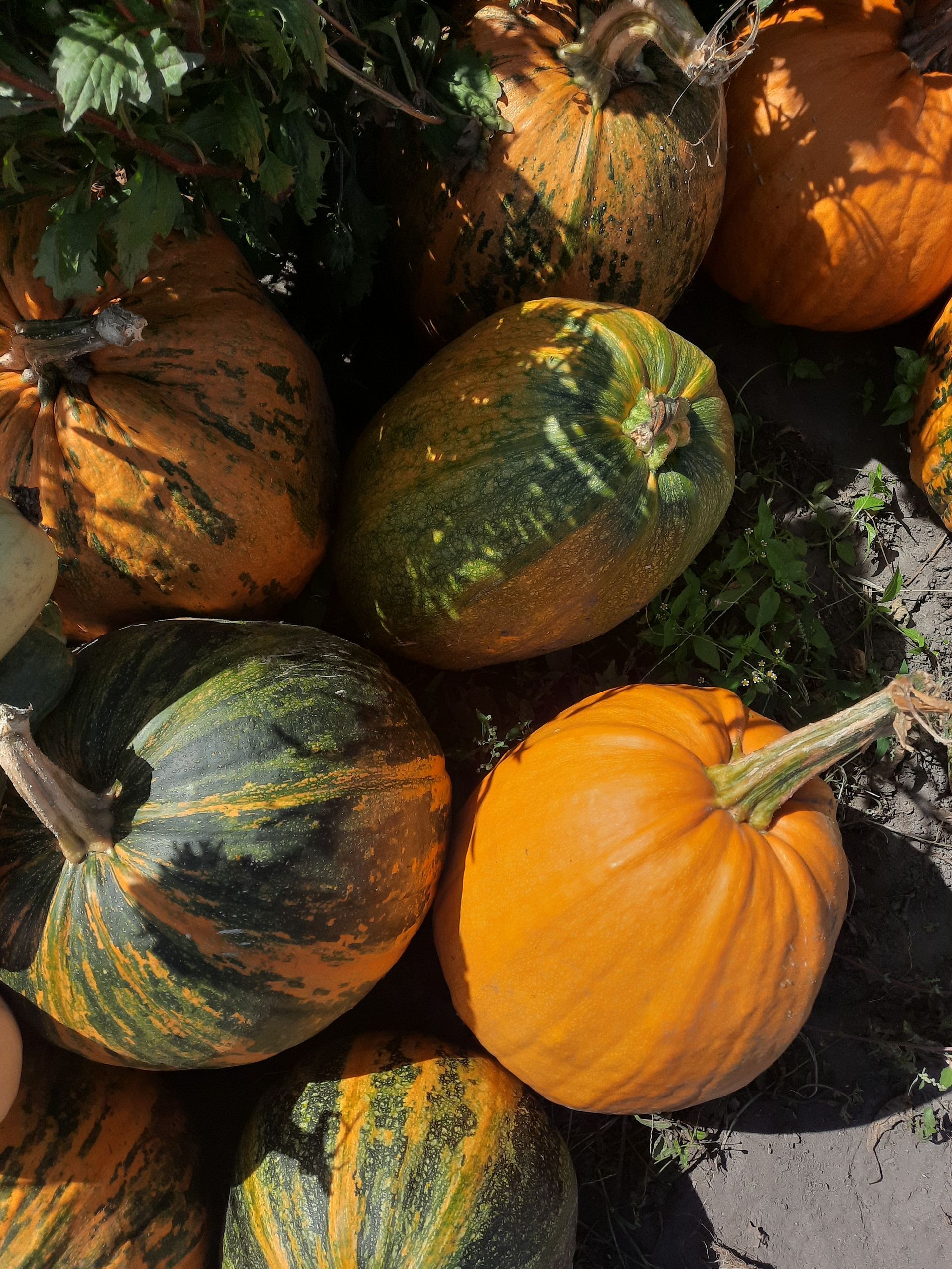 A cluster of vibrant orange and green pumpkins ready for harvest in an outdoor farm setting.