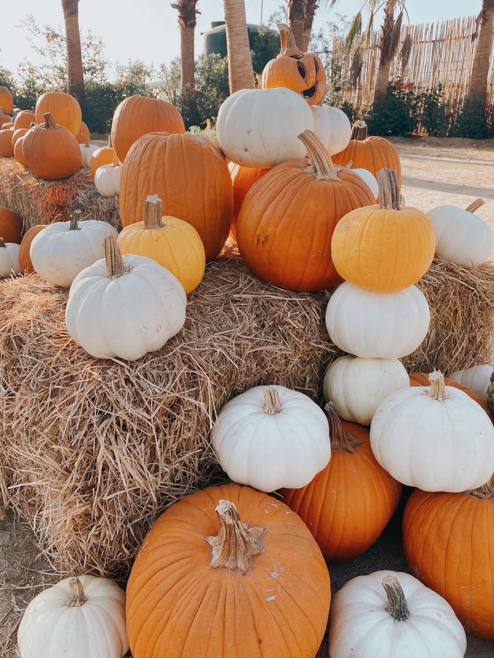 A vibrant display of orange and white pumpkins on hay bales in a sunny outdoor setting.