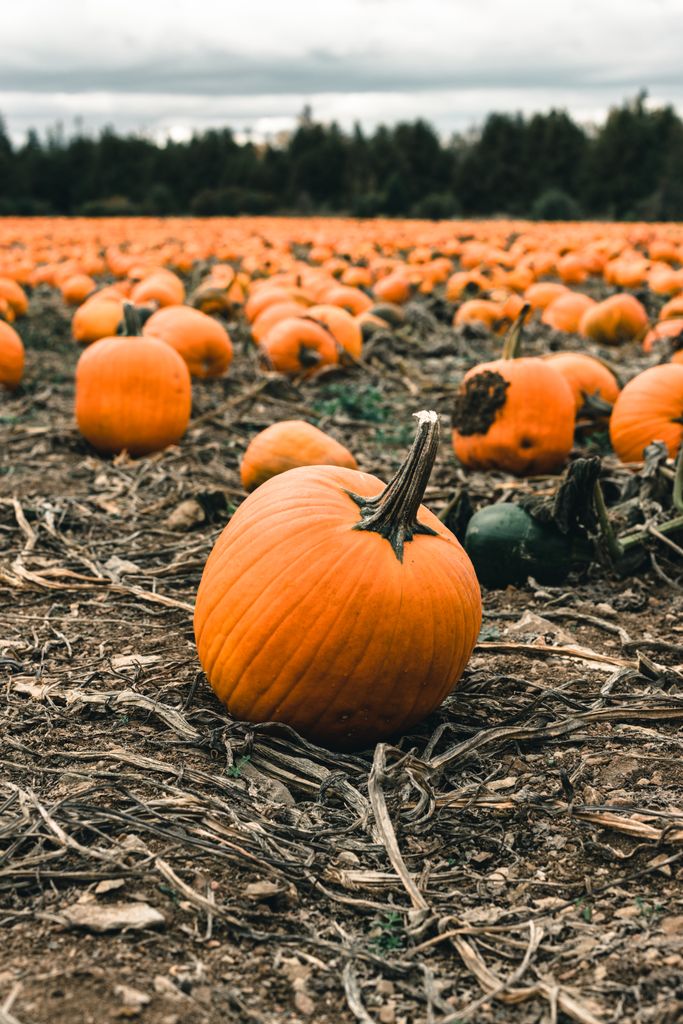 Capture of a pumpkin field in Québec City, highlighting the colorful bounty of fall harvest.
