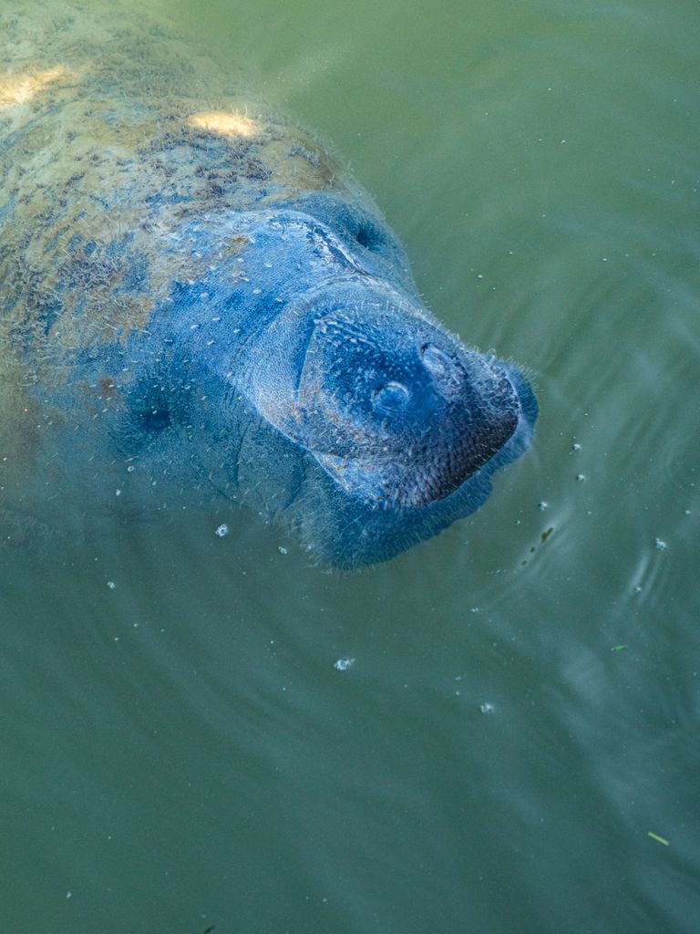 Close-up of a manatee swimming underwater, showcasing its gentle nature and aquatic habitat.