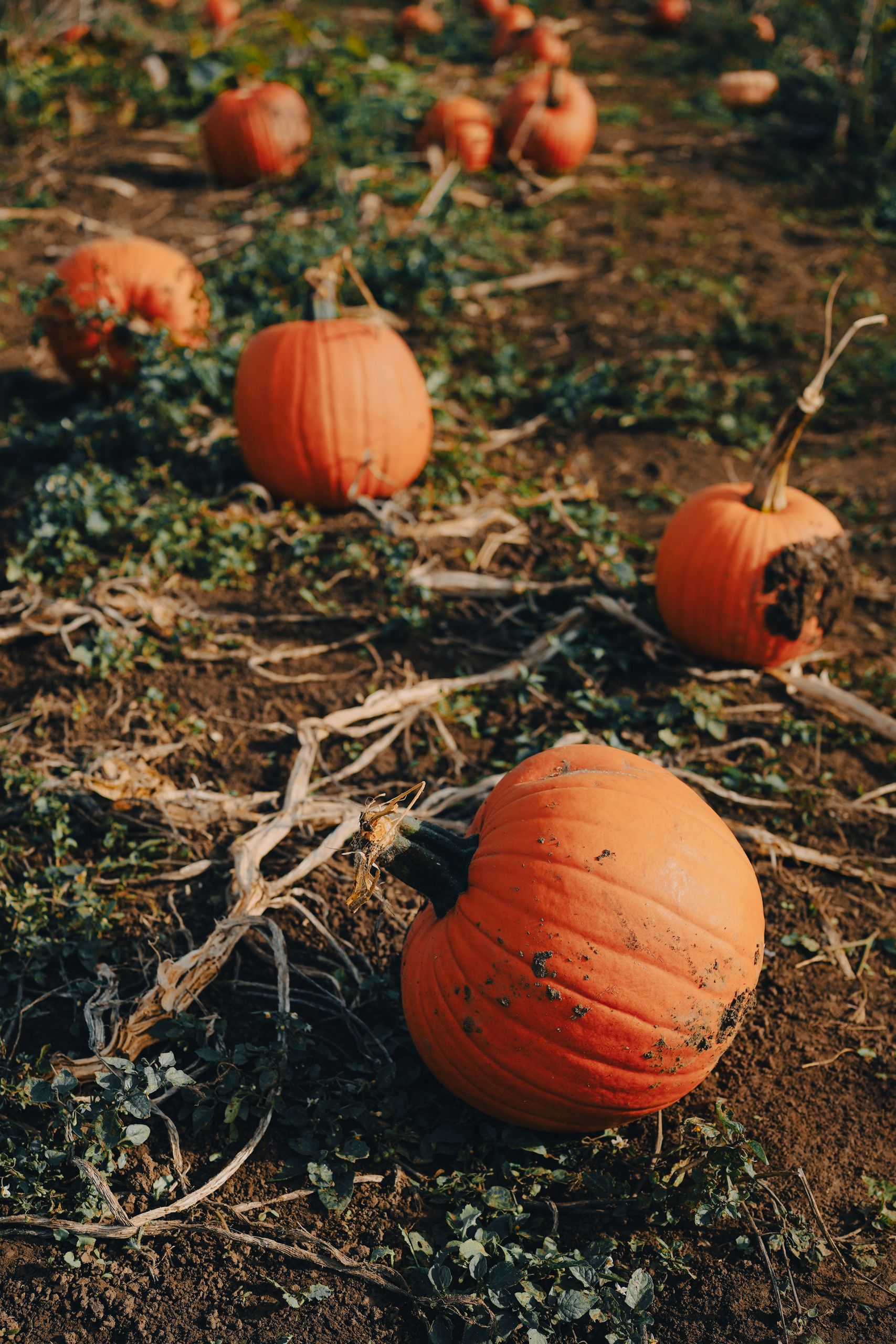 Vibrant orange pumpkins scattered across an autumn field, showcasing organic growth.